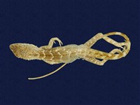 藏品(黃口攀蜥)的圖片